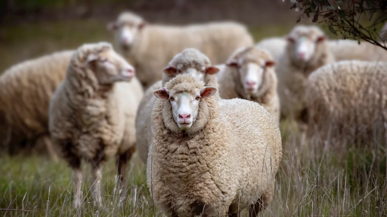 80-Year-Old Pleads Guilty to Wildlife Crimes Involving Super-Sized Sheep Hybrids