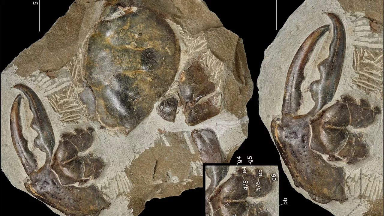 Fossilized Crab Claw Unearthed in New Zealand