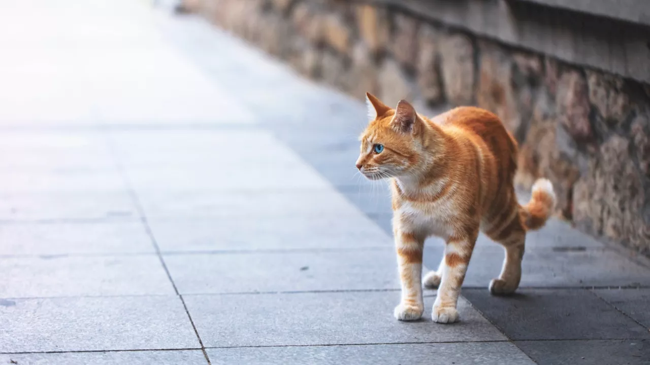 Japan: Fukuyama residents urged not touch cat after chemical vat fall