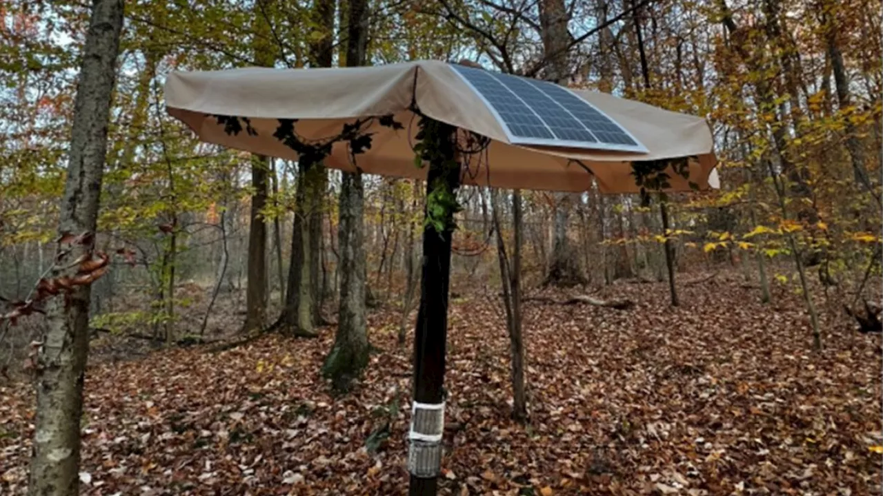 Teen invents AI solar-powered tree to safely rid city of invasive flies