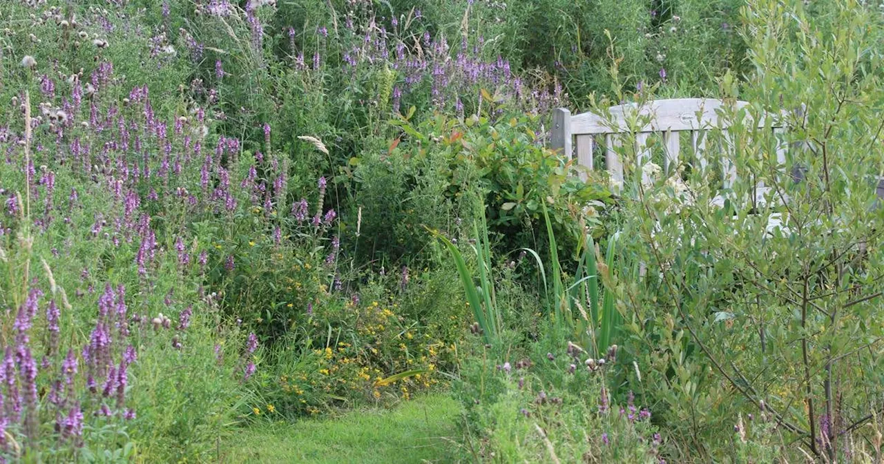 Doolough Diaries: How Mary Reynolds inspired me to go for a wild and edible garden