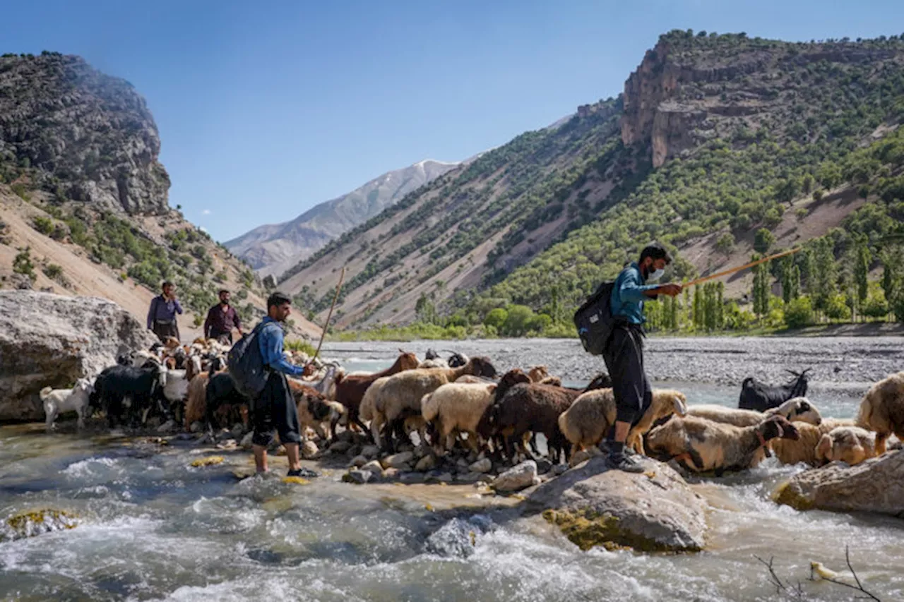 تولید ۳۰ درصد گوشت قرمز تهران توسط عشایر استان/ اختصاص تسهیلات و نهاده دامی مدت‌دار به عشایر