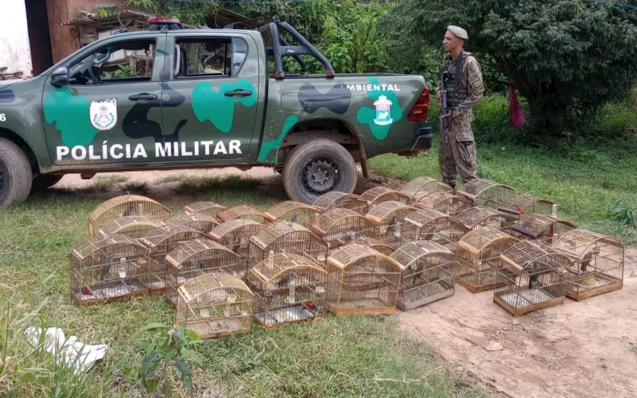 Polícia Ambiental resgata 28 pássaros silvestres mantidos em cativeiro em Sumidouro