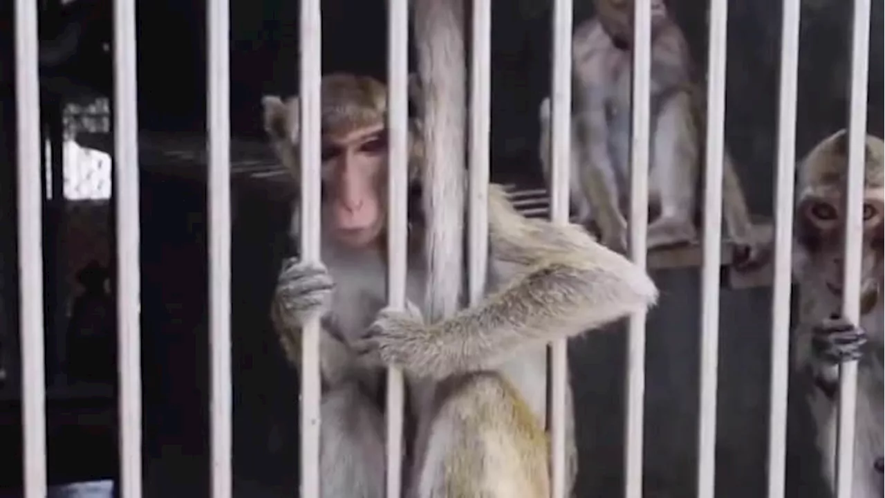 Concerns grow over proposed monkey mega facility slated for Brazoria County