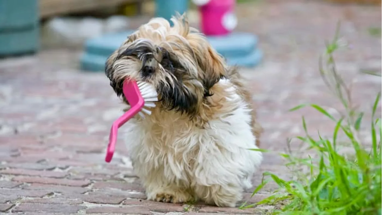 Skunk spray on your dog is a stinky mess, but here are 7 steps to treat it