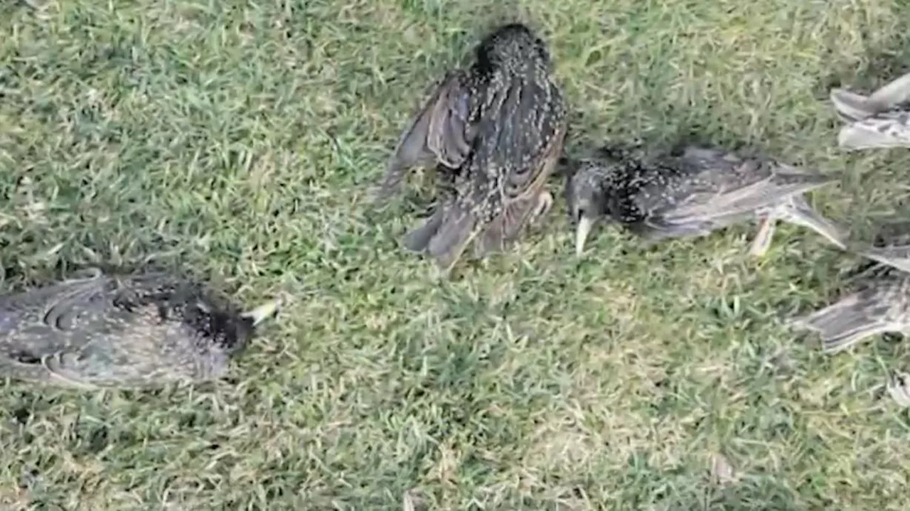 Eagle Mountain residents baffled by dozens of dead birds falling from neighborhood trees