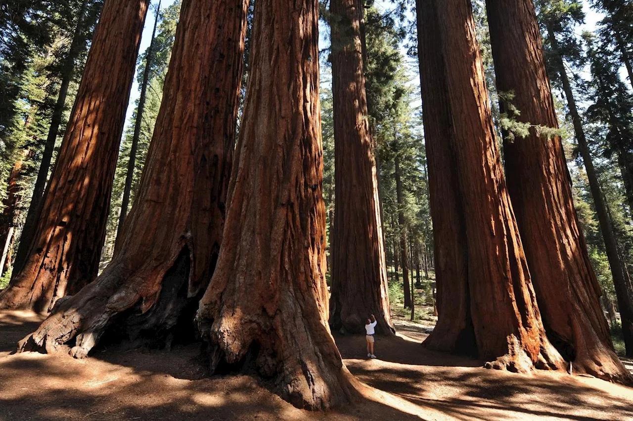 Le séquoia géant, absorbeur de carbone menacé en Californie, prolifère au Royaume-Uni