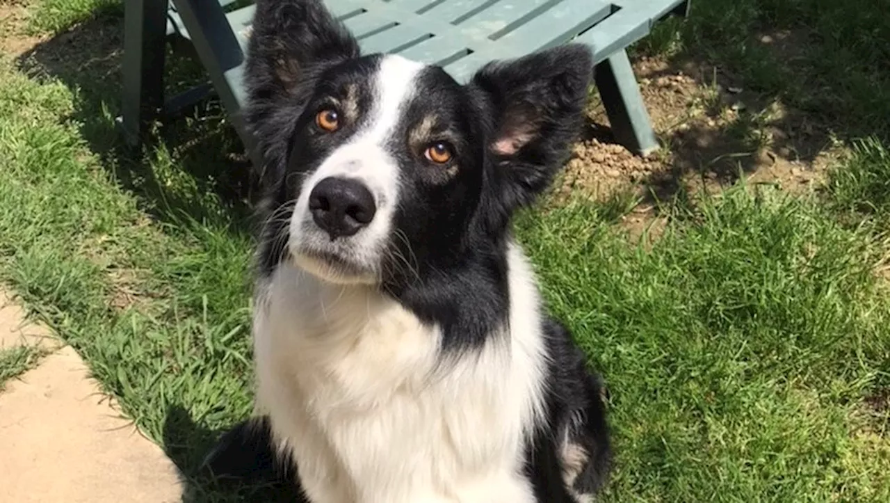 Dans un jardin de Muret, chez lui, un chien victime d'empoisonnement