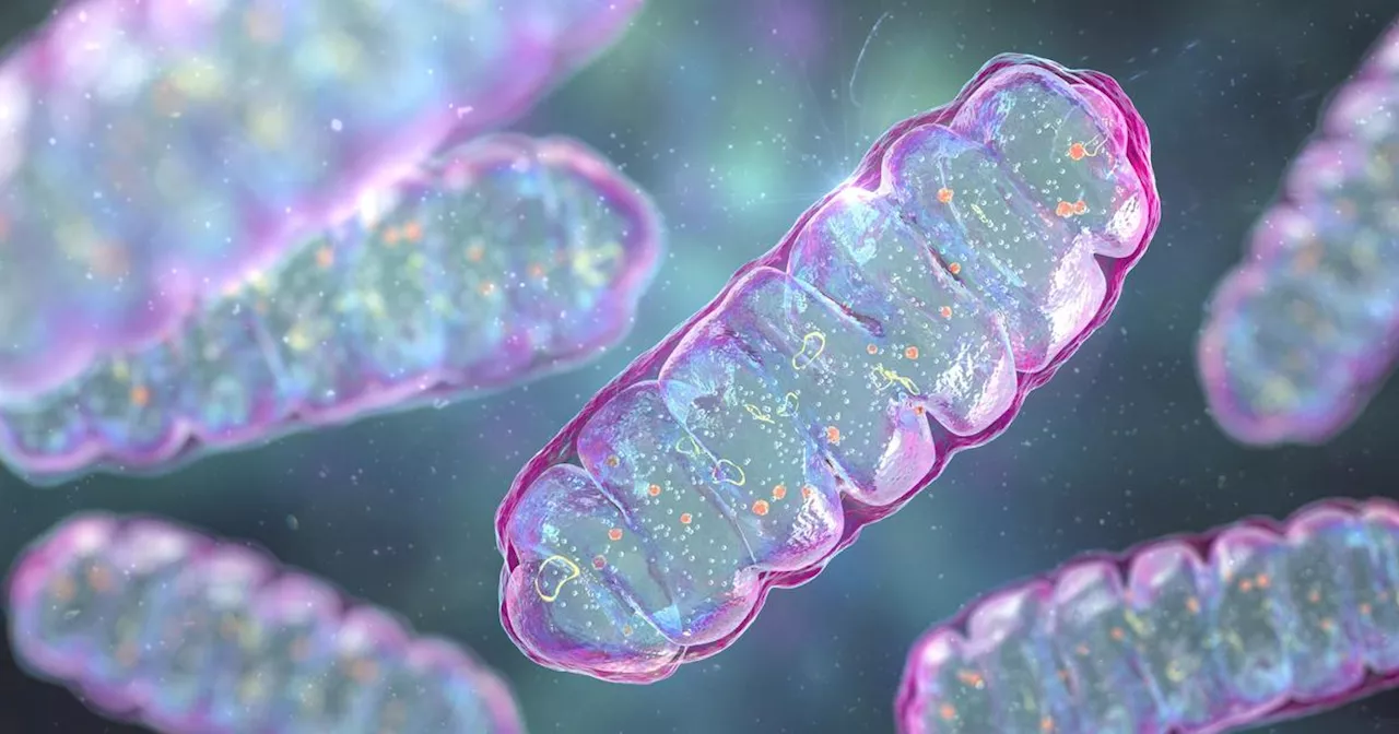 Cancer : une piste sérieuse pour prédire l’efficacité des immunothérapies