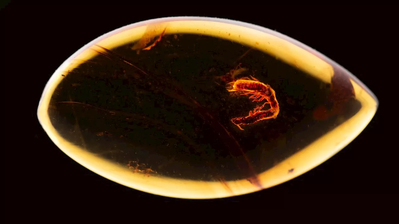 Courtship cut short for termites trapped in 38 million-year-old amber fossil