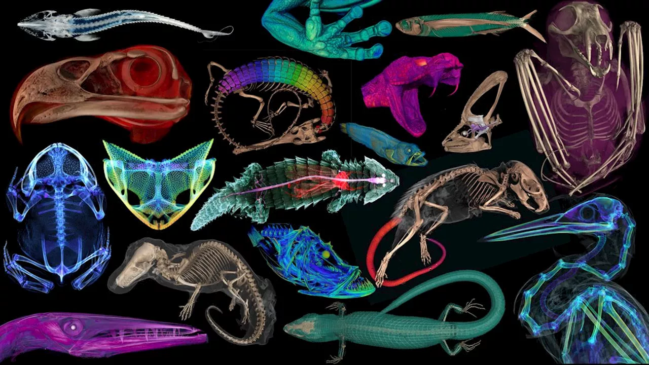 Striking virtual 3D scans reveal animals' innards — including the last meal of a hognose snake