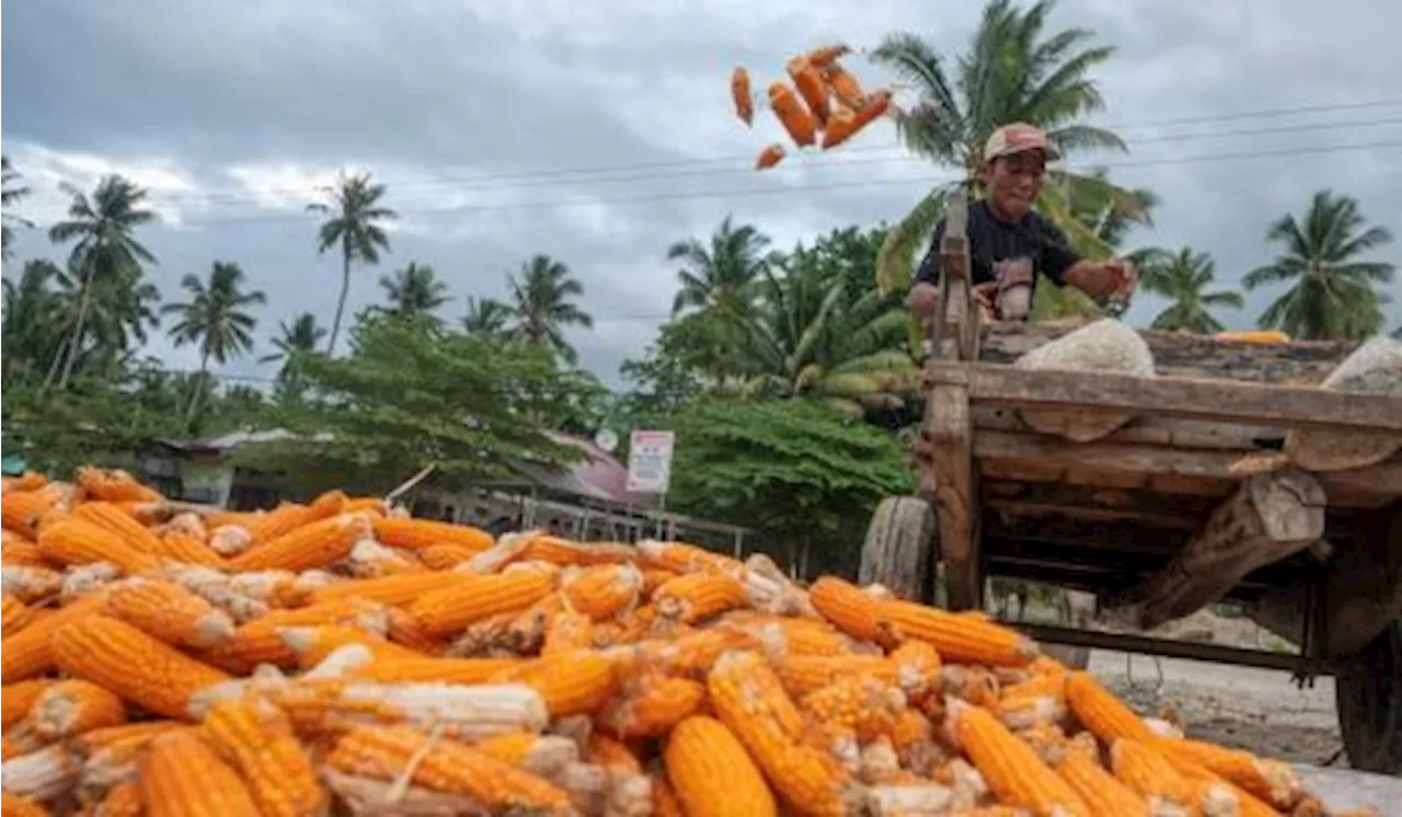 Panen Raya Zulhas Minta Bulog Tunda Impor Jagung