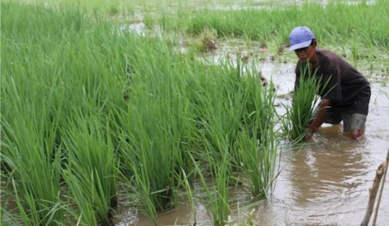 Petani di Sultra Diberi Bimbingan untuk Hadapi Perubahan Iklim