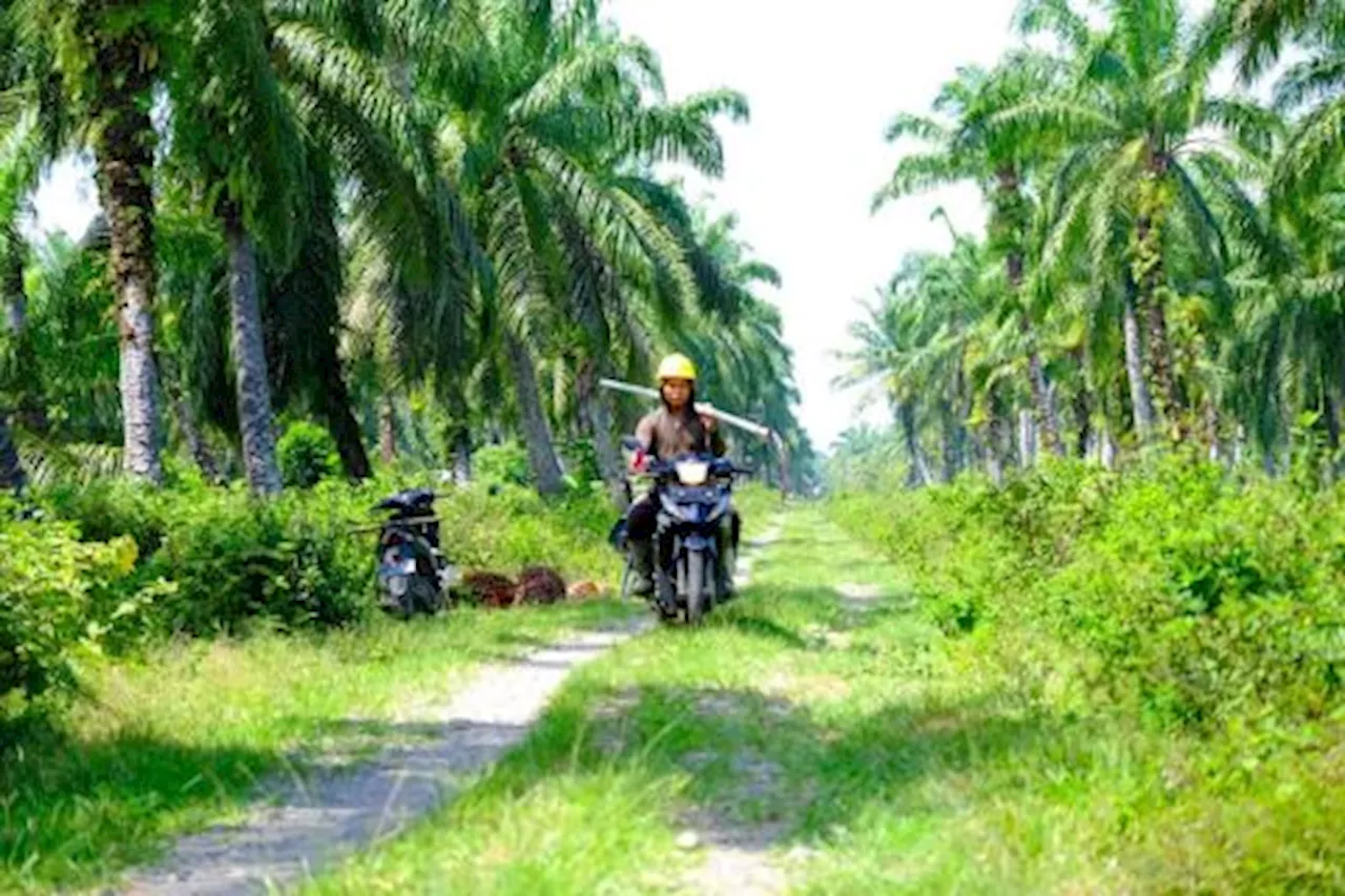 Wilmar Dukung Lansekap Siak Hijau Dampingi 1500 Petani Swadaya Raih ISPO