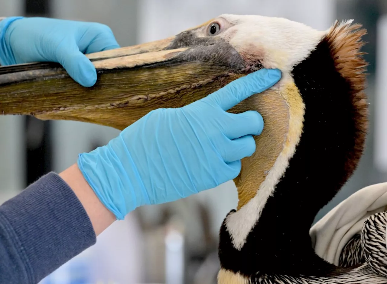 California brown pelican found with slashed pouch