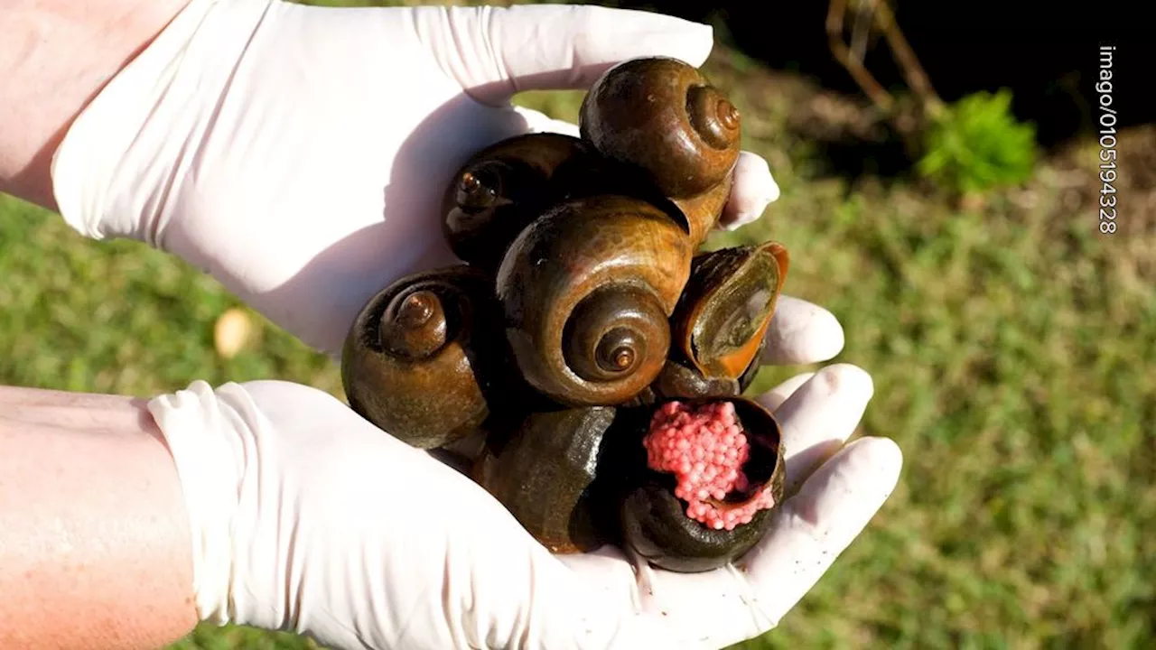 Rosa Eier im Garten: Invasive Schnecken auf dem Vormarsch