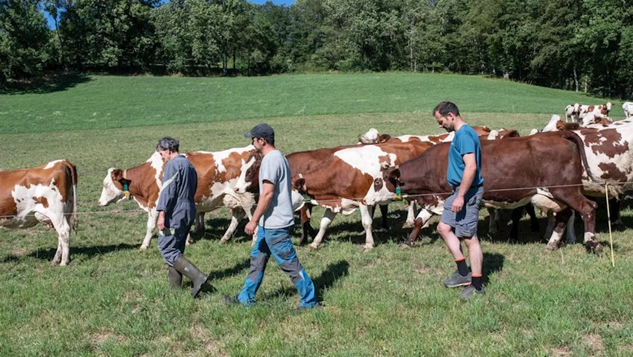 La critique de Fabrice Andrivon : 'la Ferme des Bertrand', un film-documentaire bouleversant