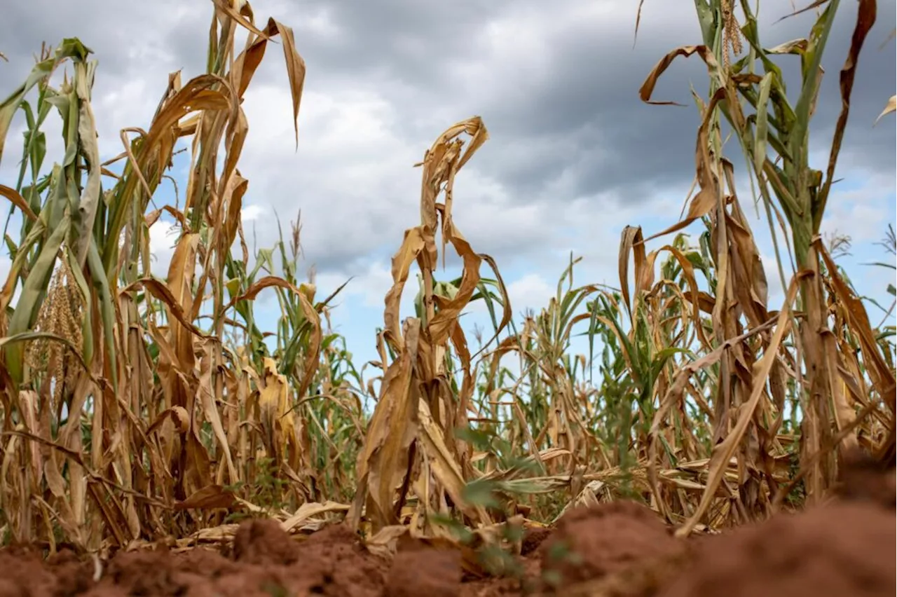 Zimbabwe says scorching El Niño pattern is withering corn crop