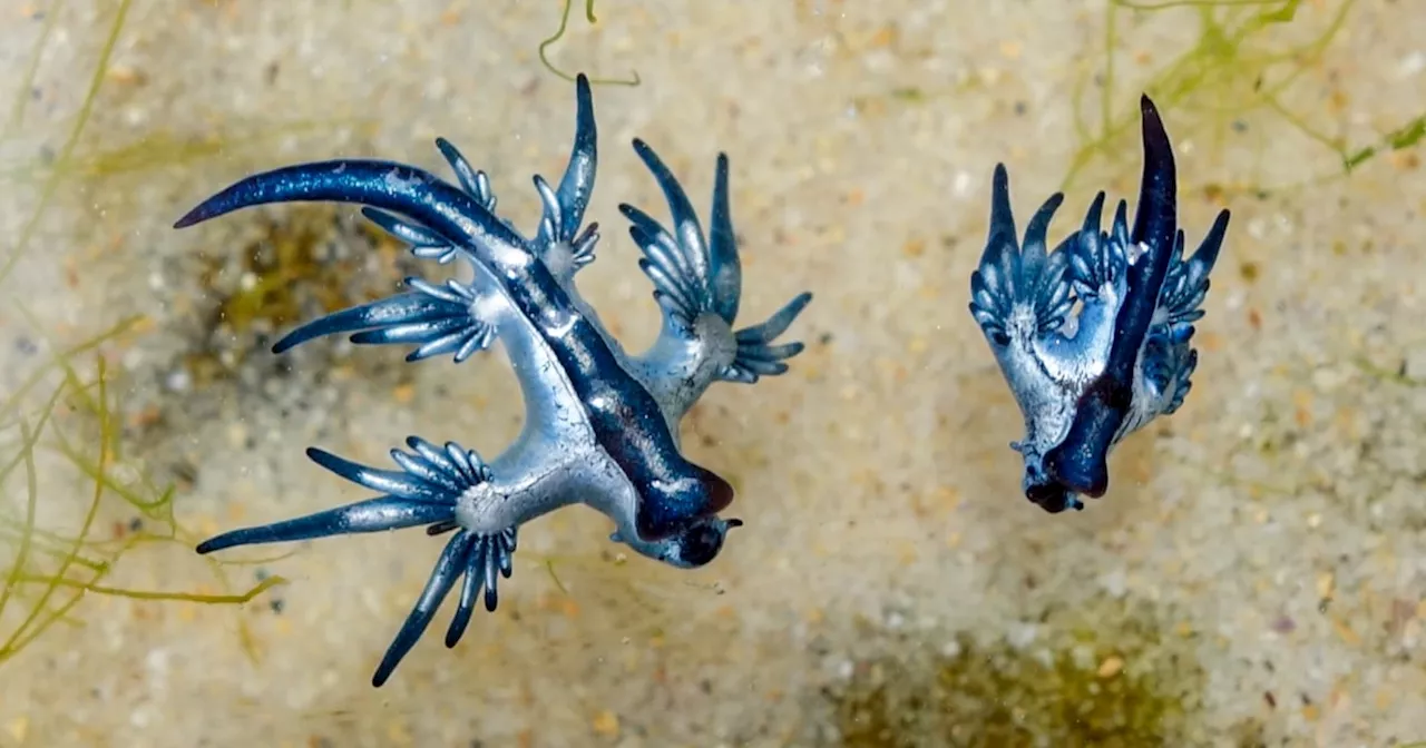 Blue dragons wash up on Texas beaches