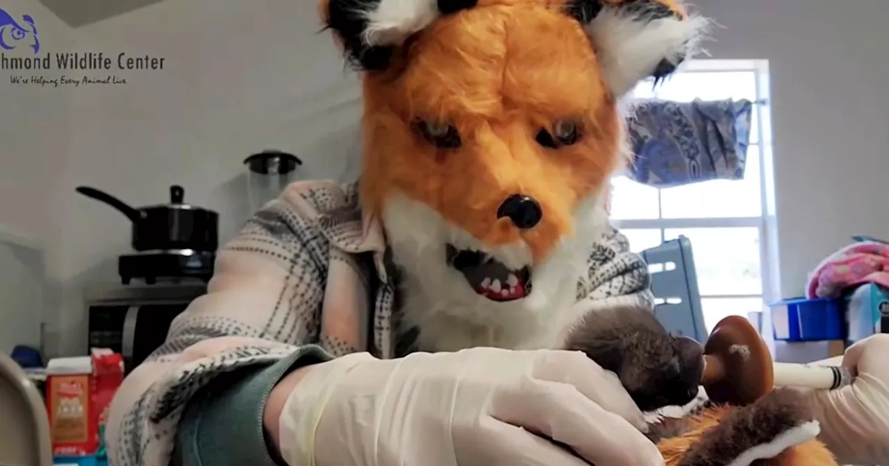 Richmond, Virginia wildlife center staff dress up as a fox to care for rescued kit