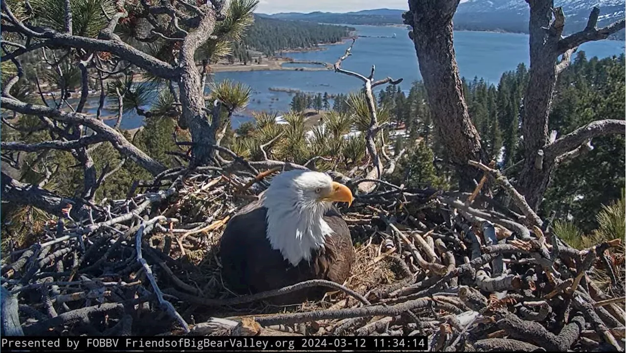 Beloved Big Bear bald eagle eggs ‘unlikely to hatch' but ‘miracles do happen': FOBBV