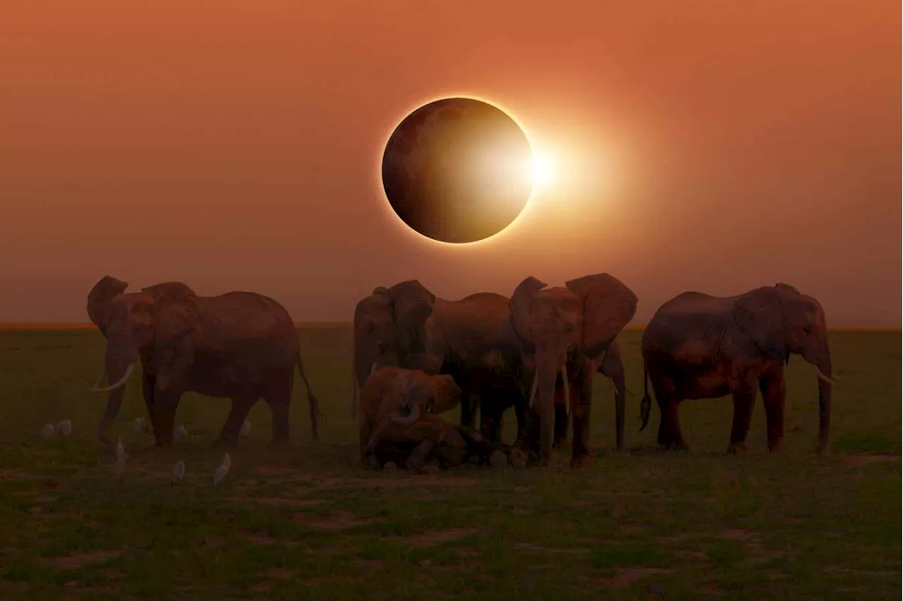 The surprising ways animals react to a total solar eclipse