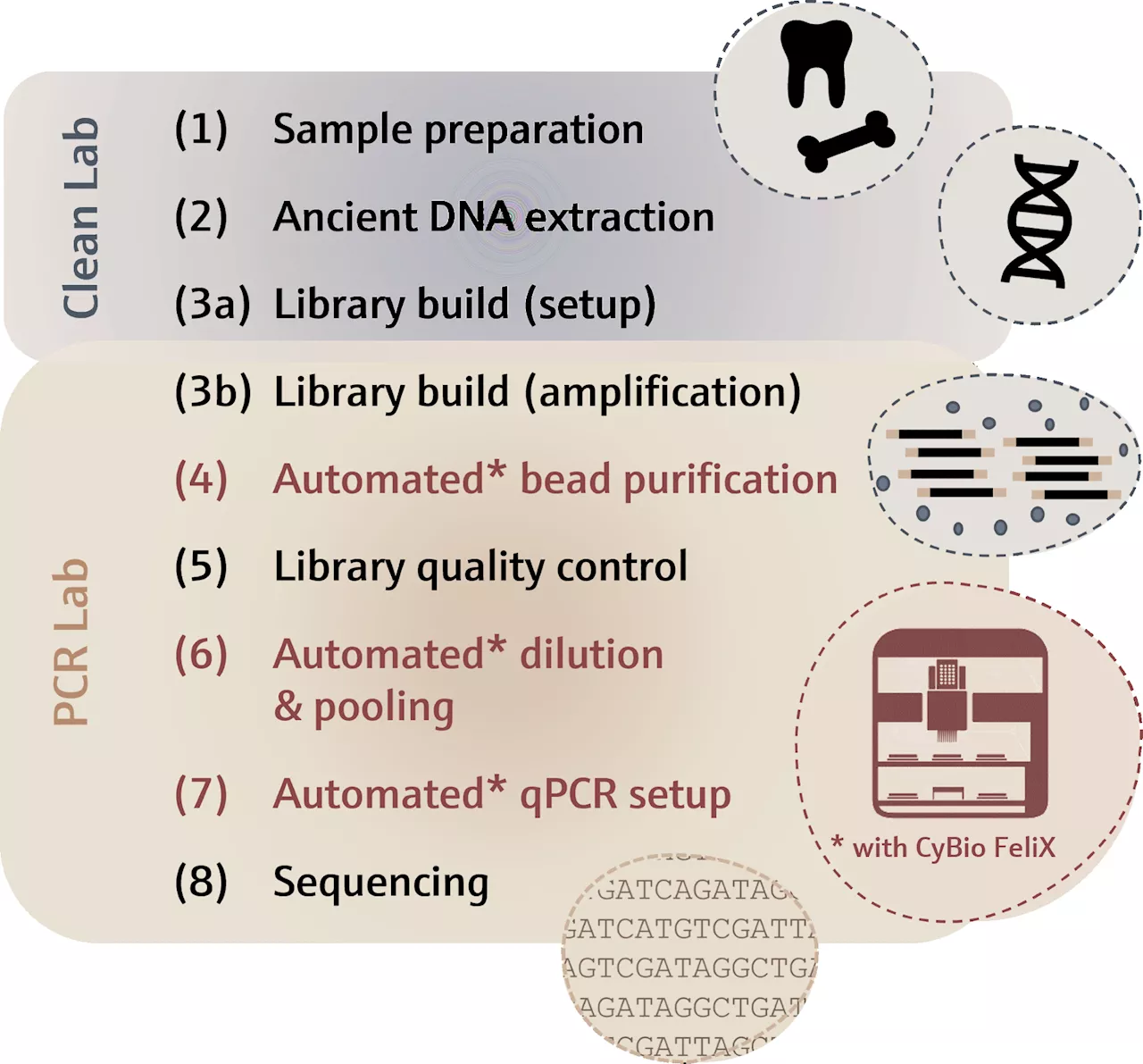 Semi-automated purification of NGS libraries