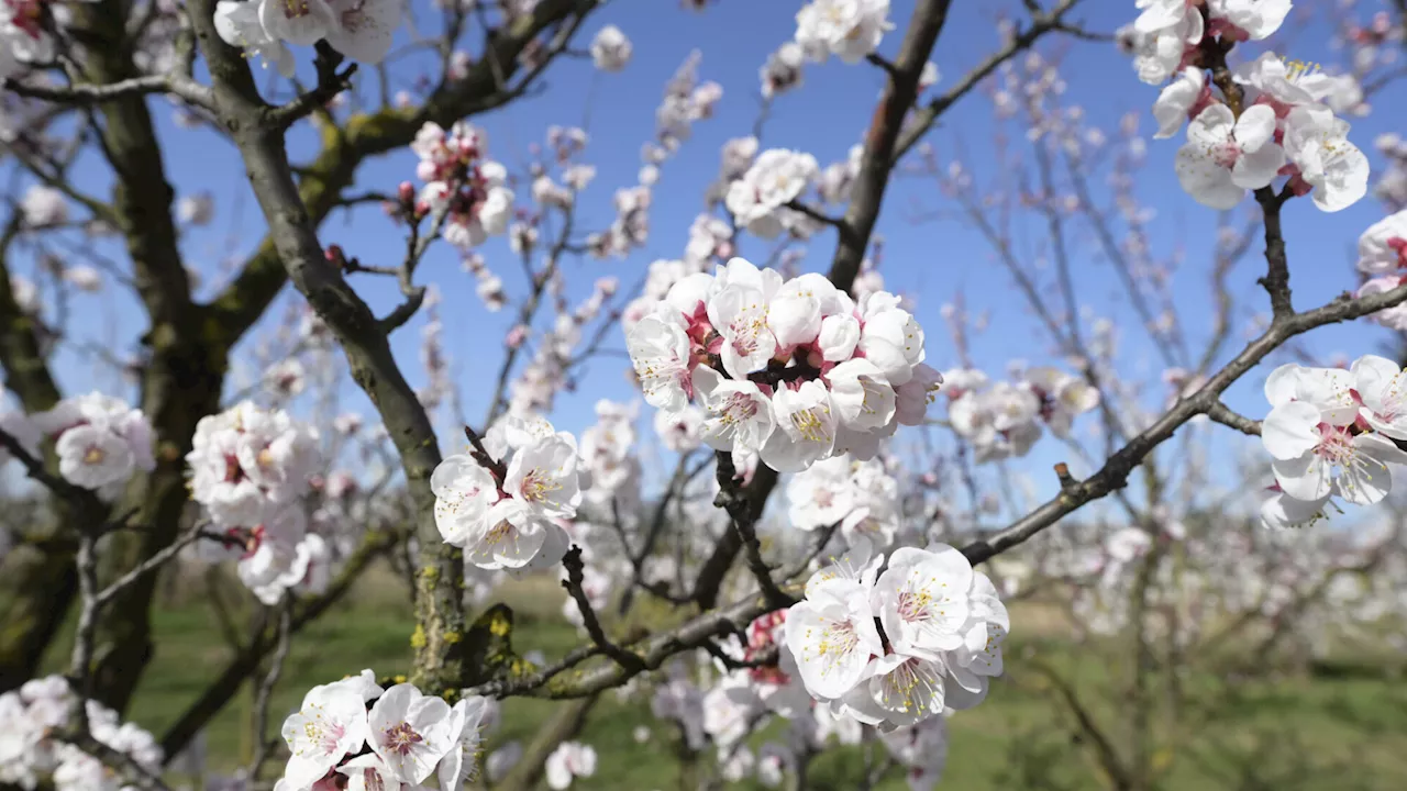 Kostenlose Busfahrten in der Wachau während der Marillenblüte