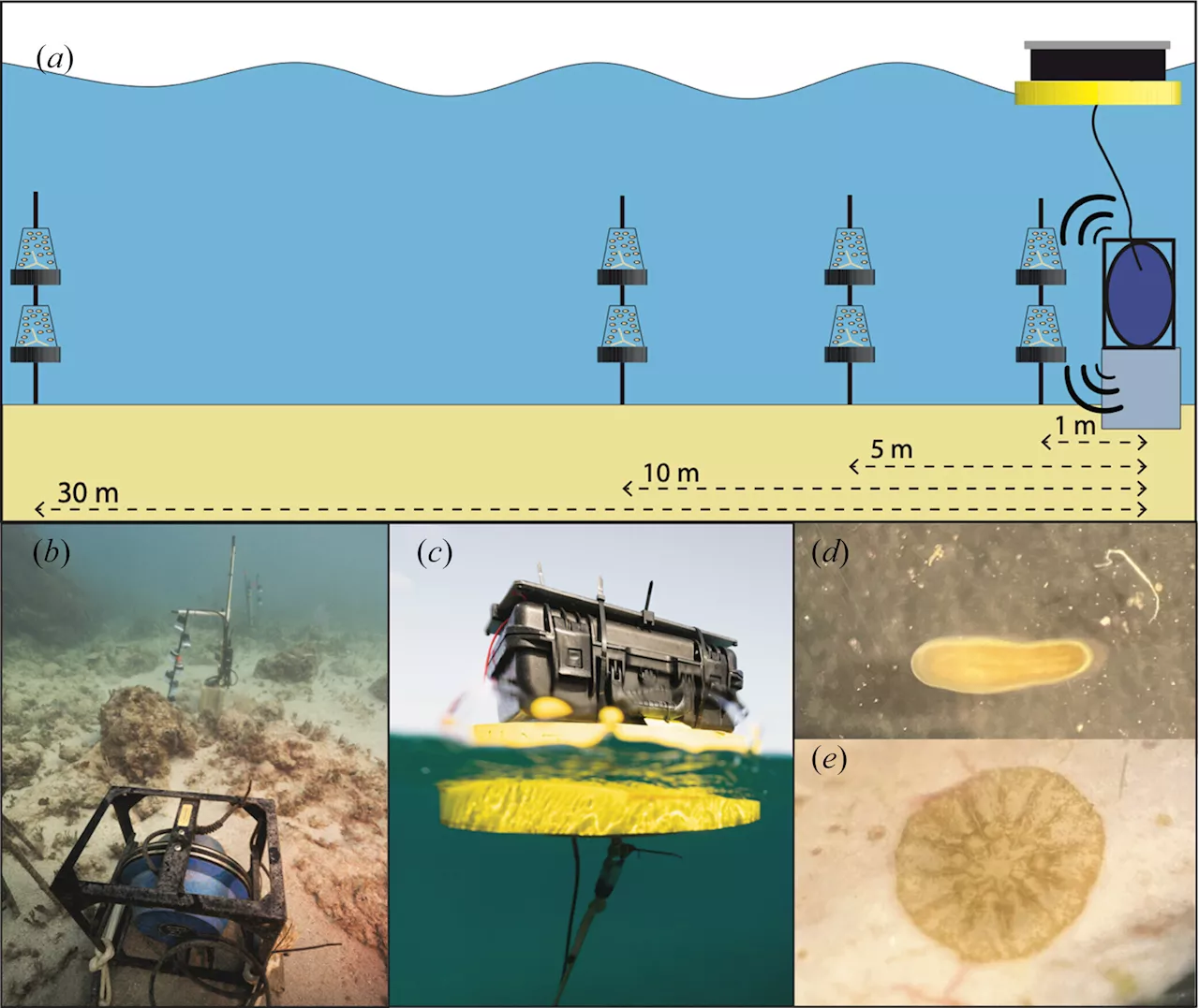 Creating soundscapes increases coral larval settlement, study finds