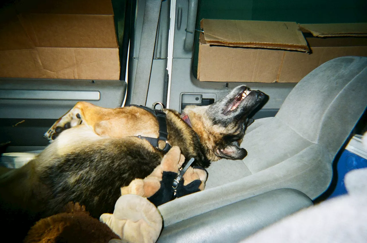 Photo project results in positive change in attitudes towards people experiencing homelessness with a pet