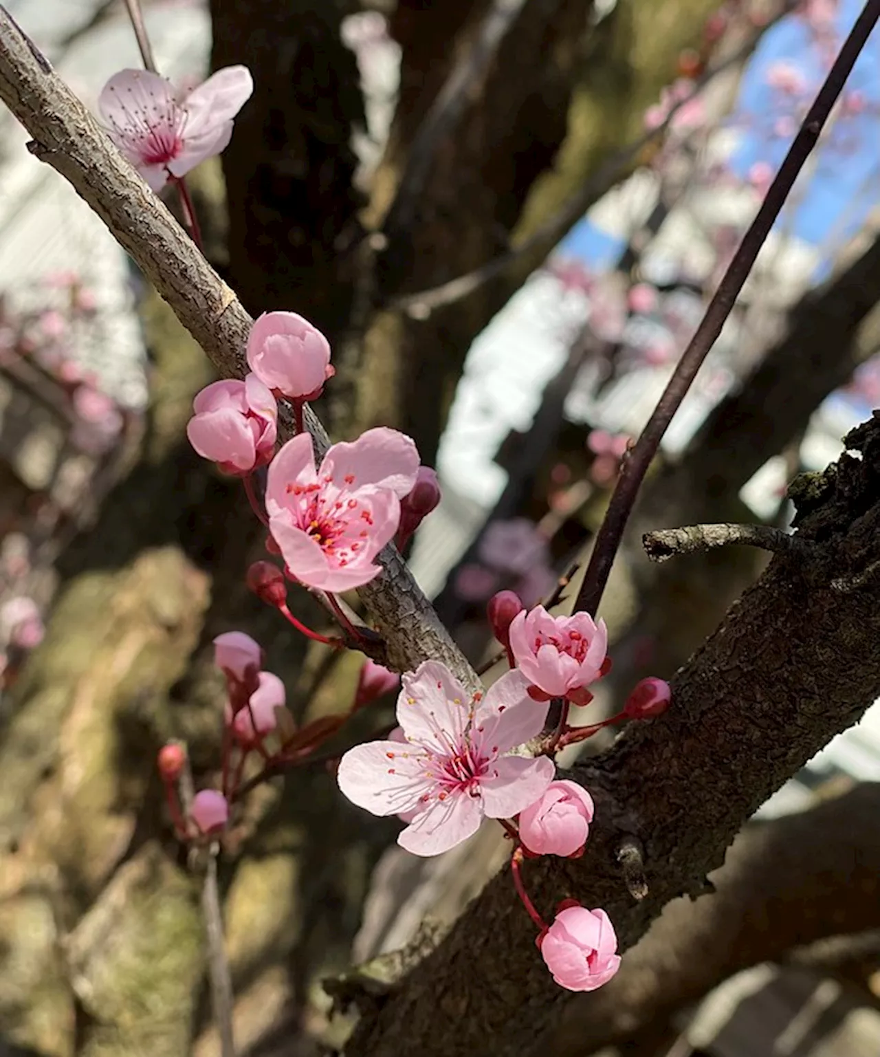 – Nature Conservancy canvasser by Foxtrot on March 9th