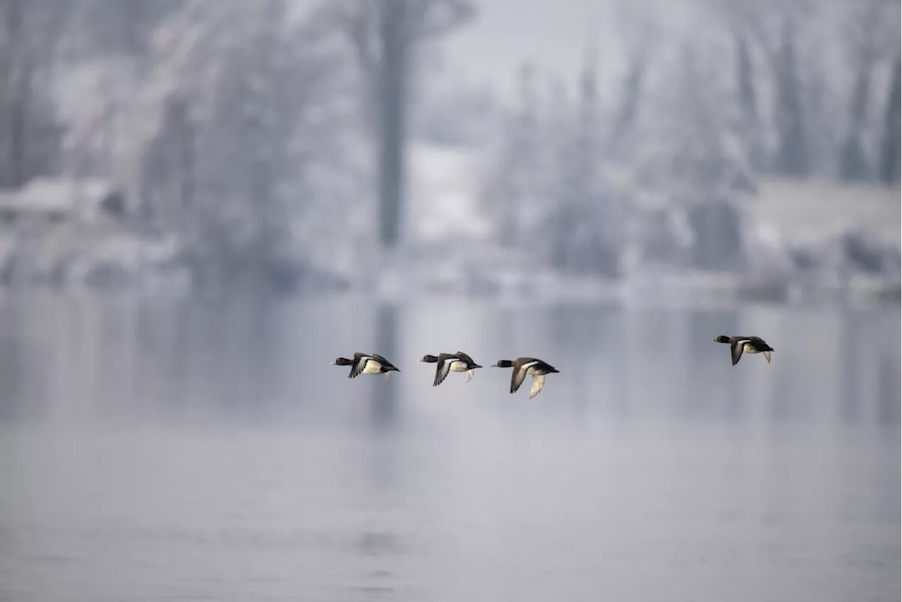 Weniger Wasservögel überwintern an Neuenburger- und Murtensee