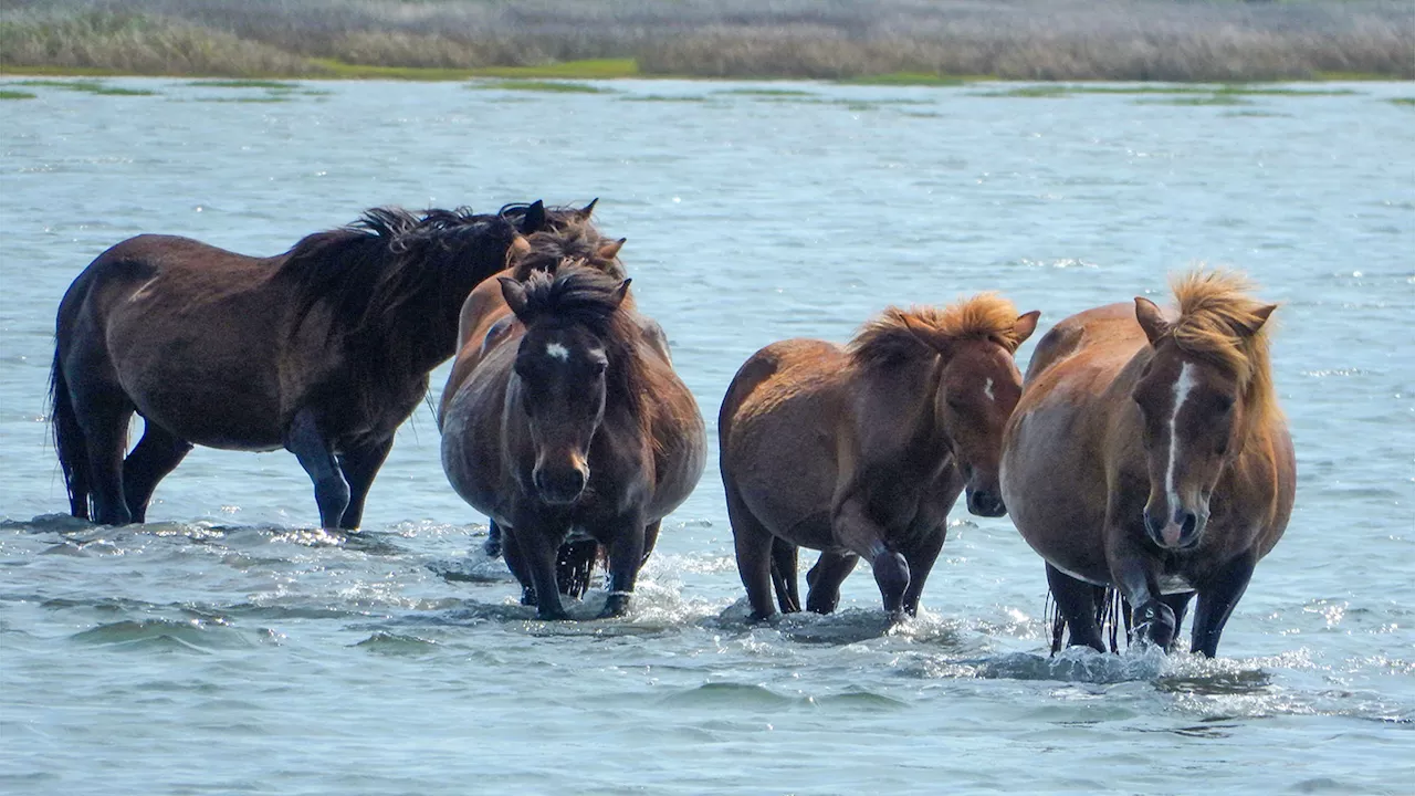 Male mammals tend to be larger than females, but why?