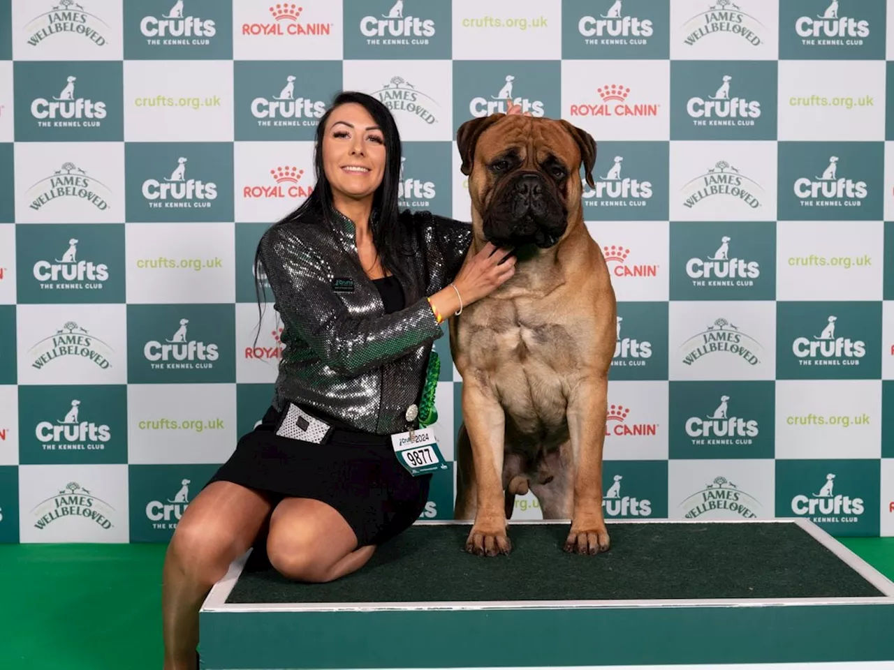 Telford dog owner grabs glory at Crufts with Bullmastiff Ron