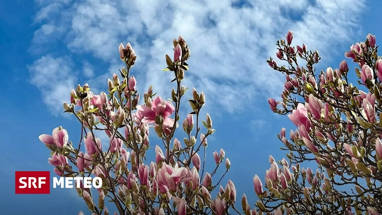 Am Donnerstag bis 19 Grad - Temperaturen wie Ende April