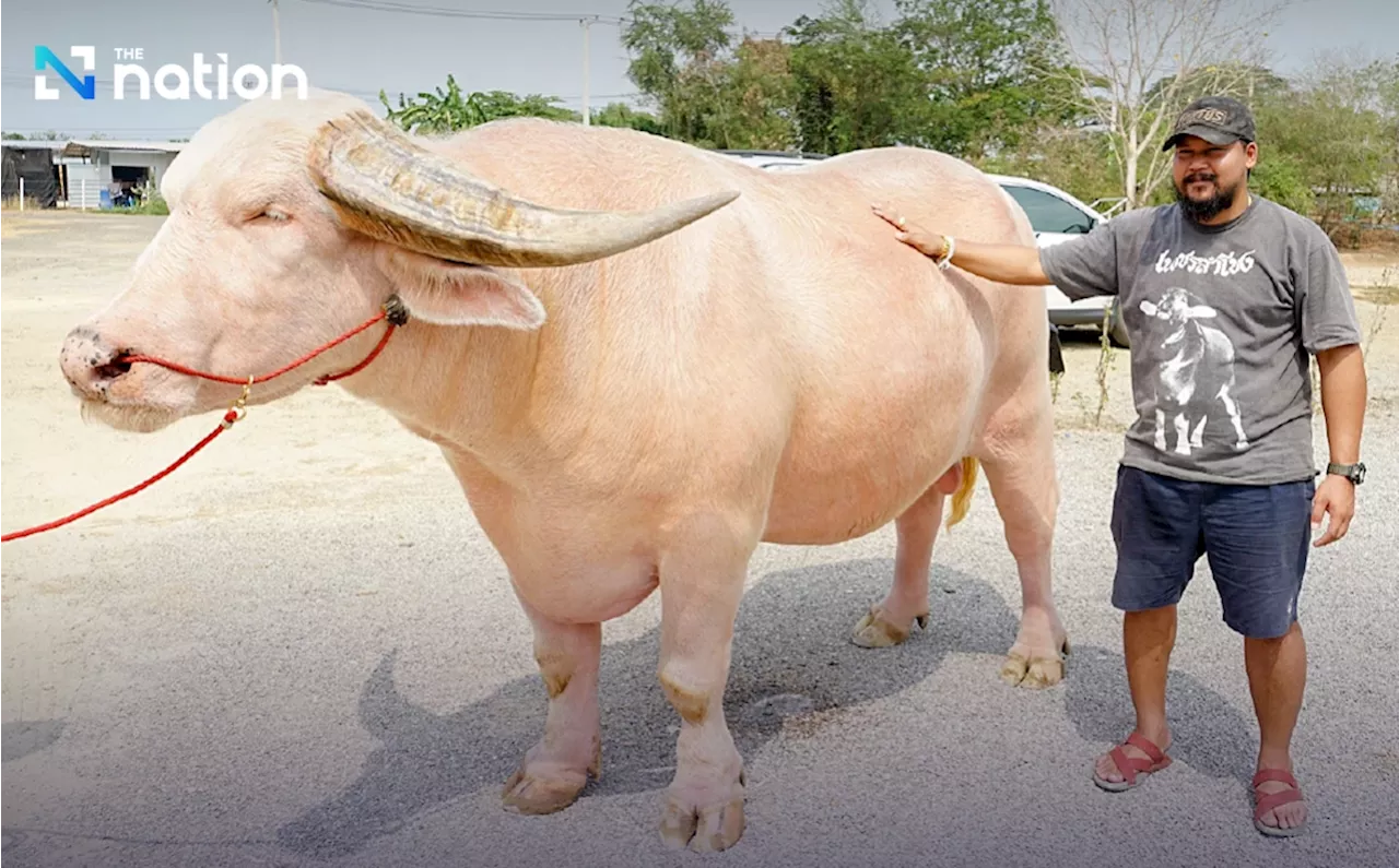 Albino Thai buffalo fetches a record RM2.3mil at fair