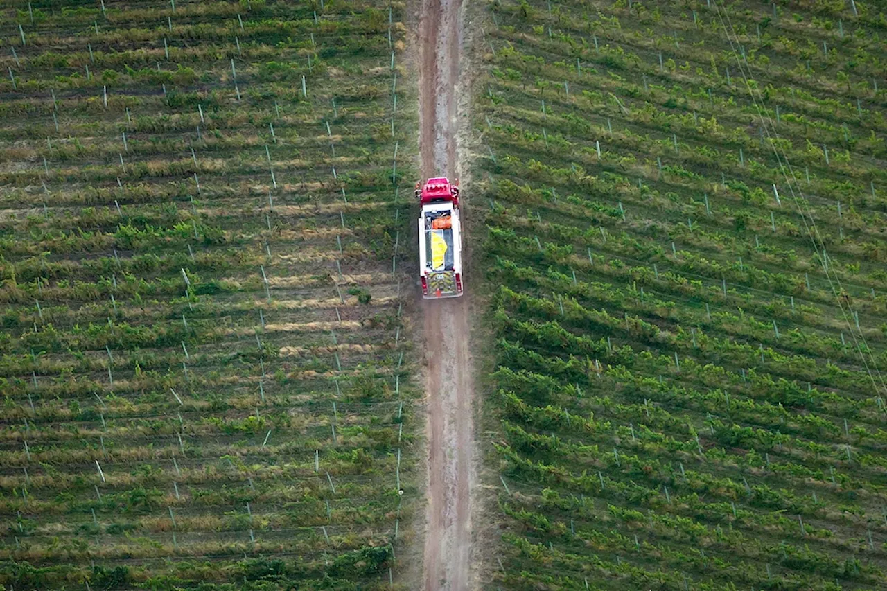 British Columbia's Wine Industry Faces Crop Losses Due to Climate-Related Hits