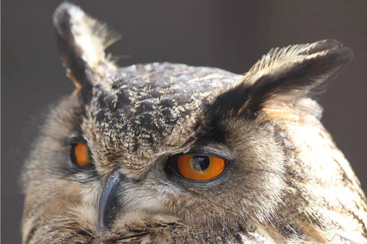 Court denies citizen scientist’s fight for B.C. bird habitat access