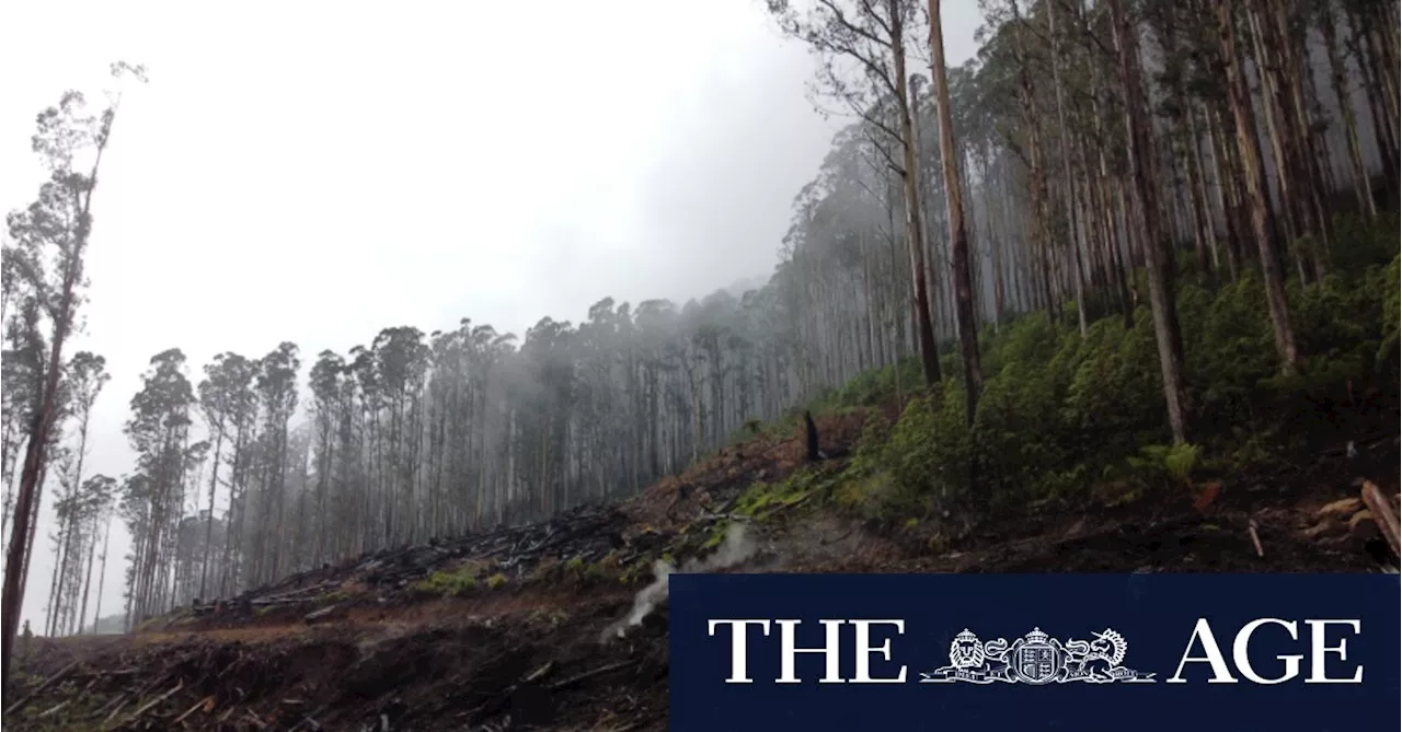 ‘Not a great legacy’: Troubled state-owned VicForests to close within months