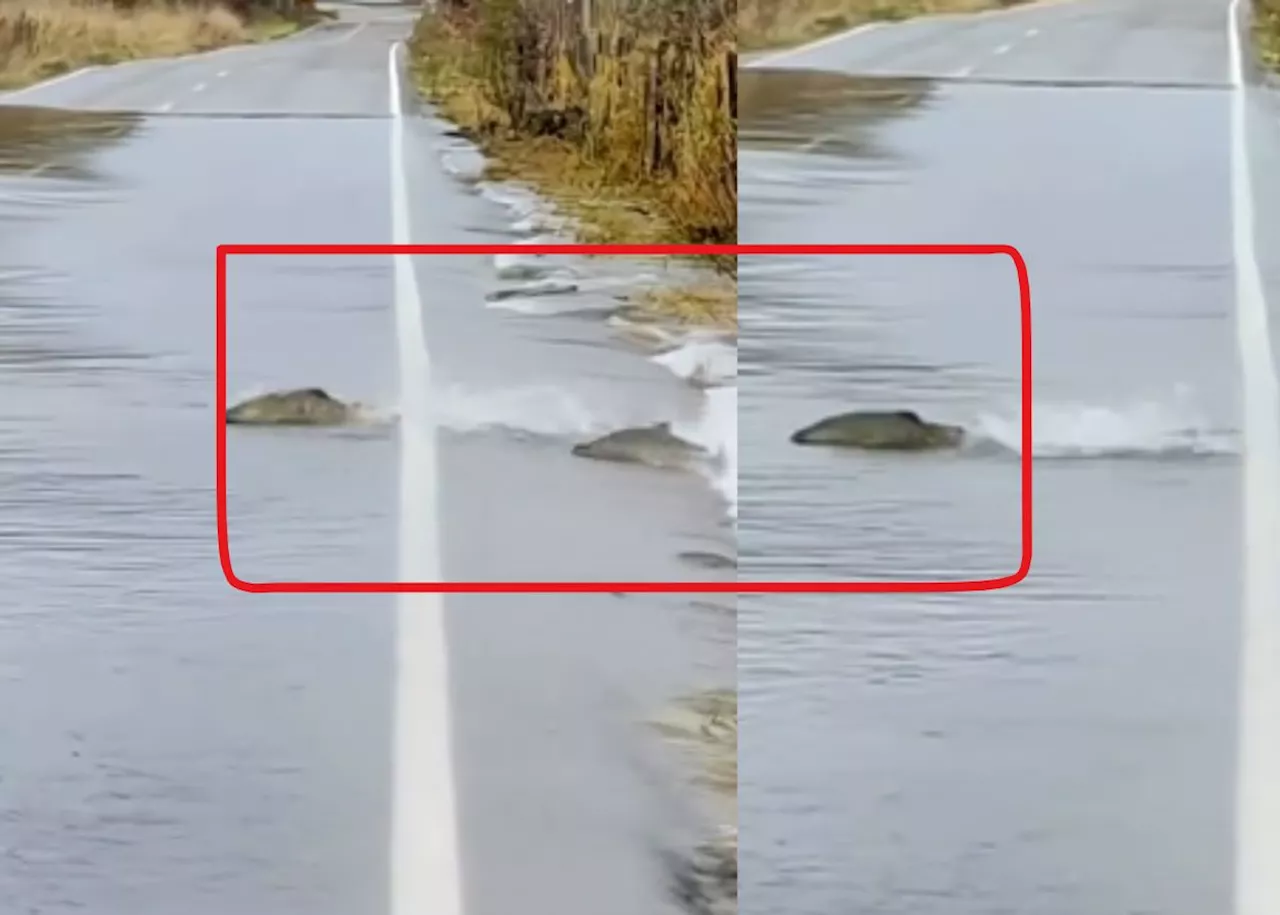 EISH WENA: Viral video of fish crossing the road leaves netizens confused