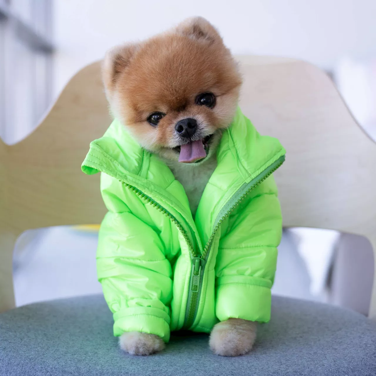 Famous pets: How much do these Insta-pets earn?