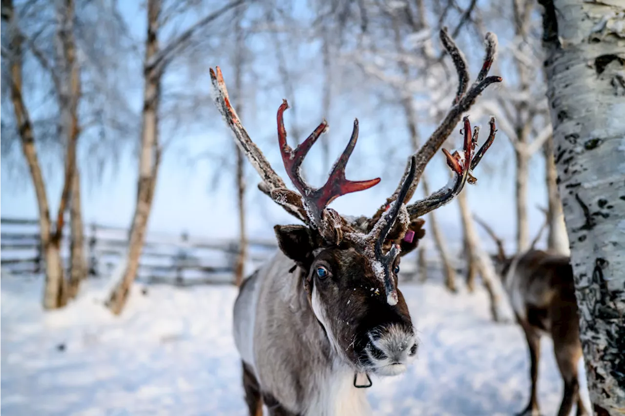 Deforestation Poses ‘Existential’ Threat to Sweden’s Reindeer, Warn Indigenous Herders