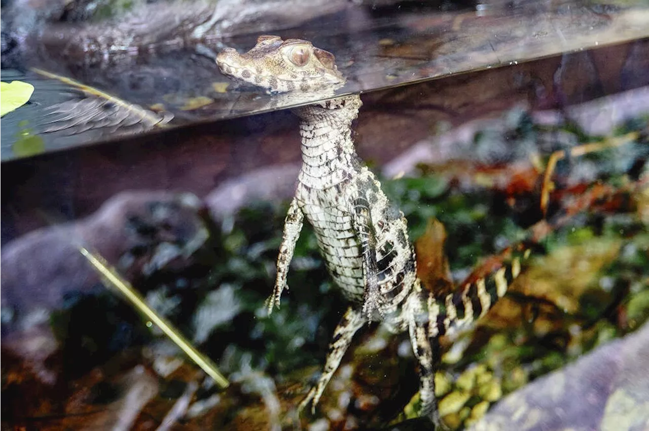 Caiman's new Saanich digs are far from his native habitat in South America