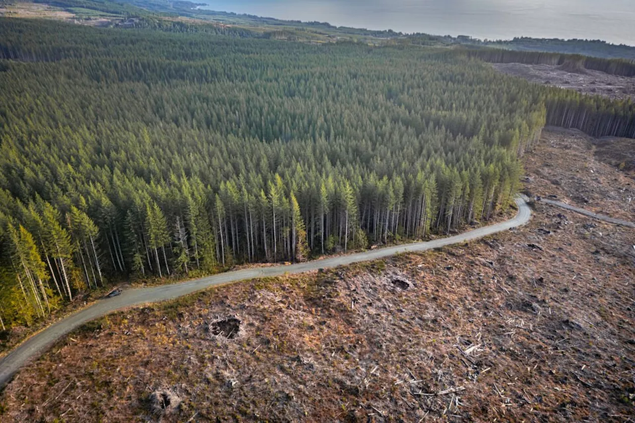 Canada ignored audit's call to count logging emissions, says NDP critic