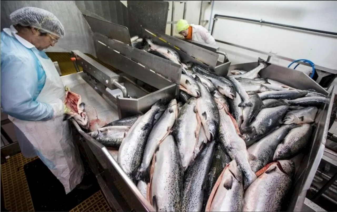 Mass die-off of farmed salmon on the rise, finds B.C. scientist