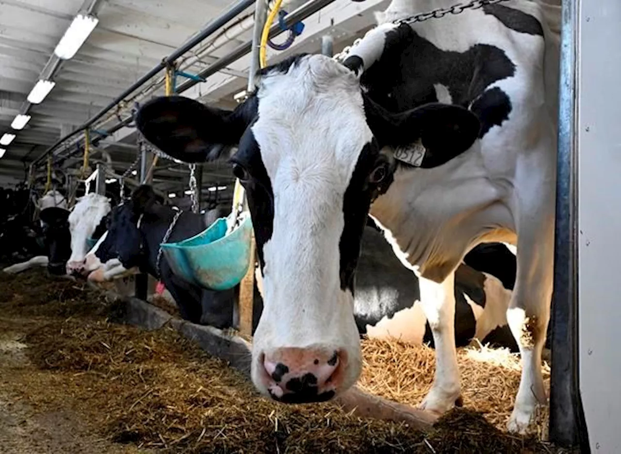 Politicians want more competition but supply management still a 'sacred cow'