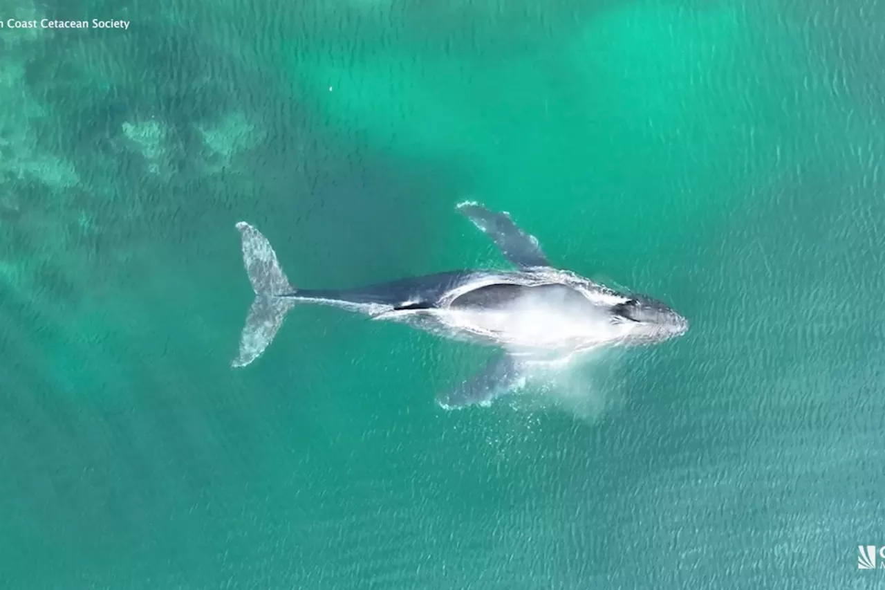 'We need to be vigilant': Declining humpback whale population blamed on warming waters