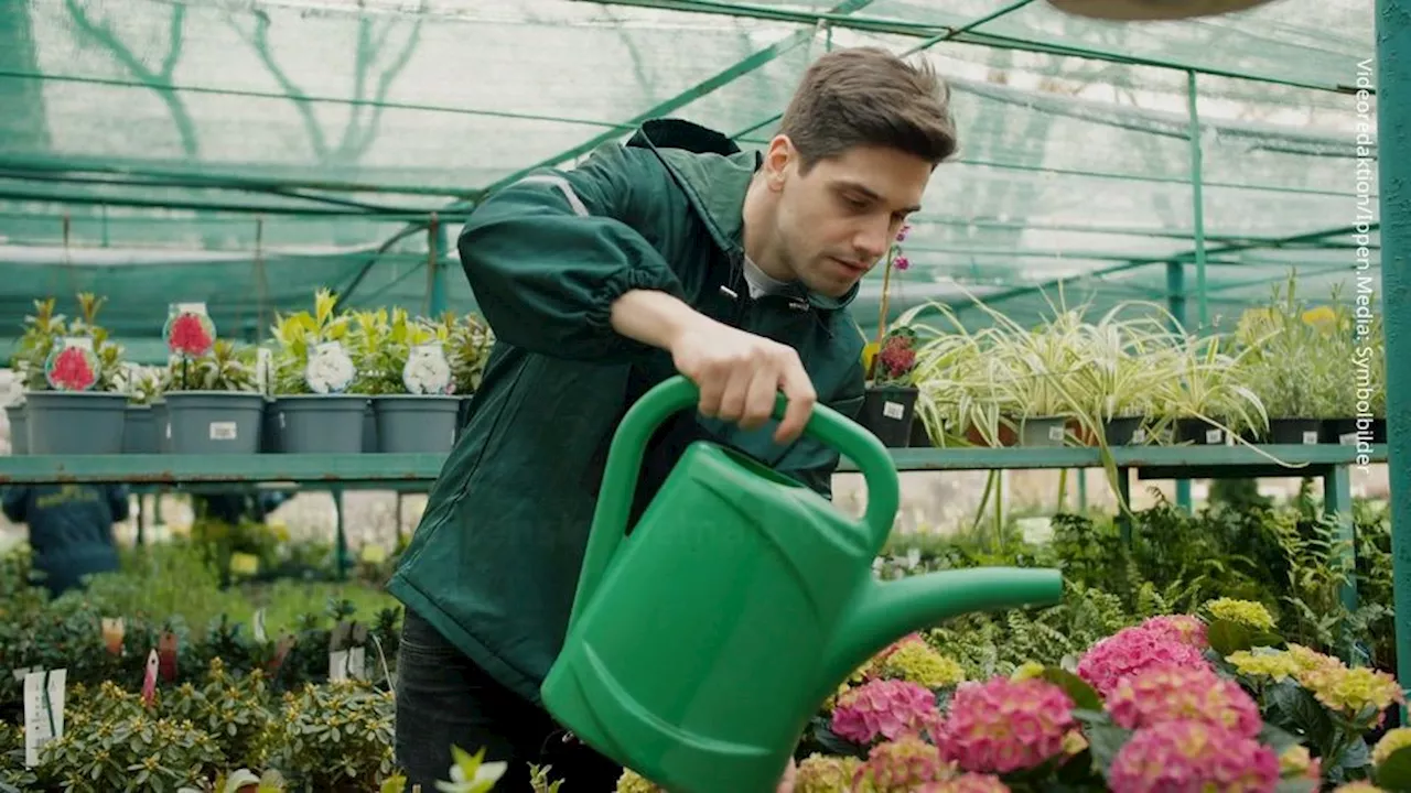 Hortensien vom Topf in den Garten pflanzen