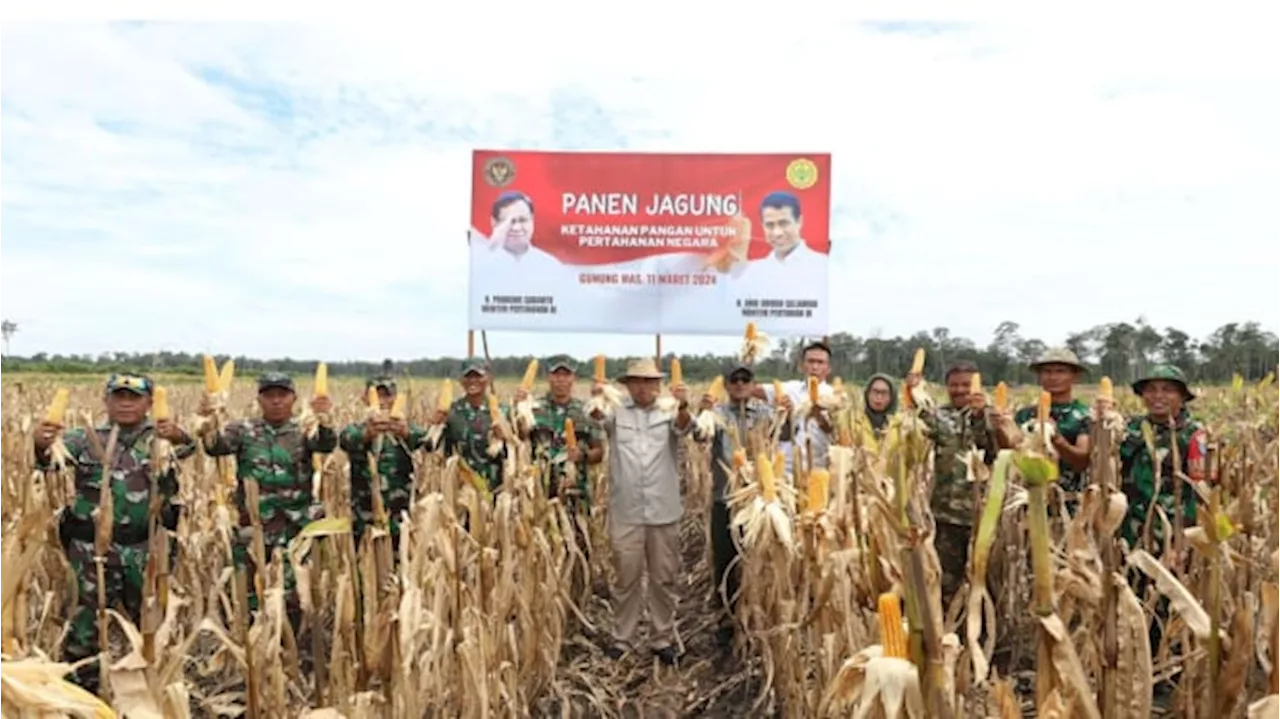 Kementerian Pertahanan RI Panen Raya Jagung di Lahan Food Estate Kalimantan Tengah