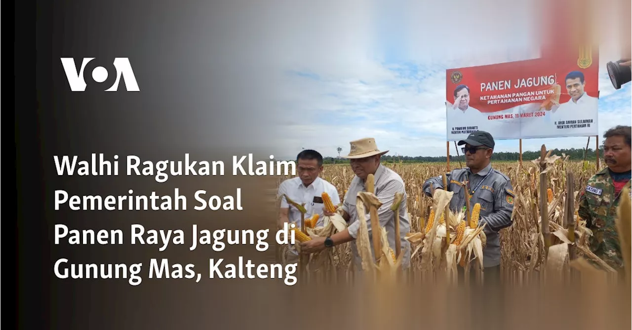 Walhi Ragukan Klaim Pemerintah Soal Panen Raya Jagung di Gunung Mas, Kalteng